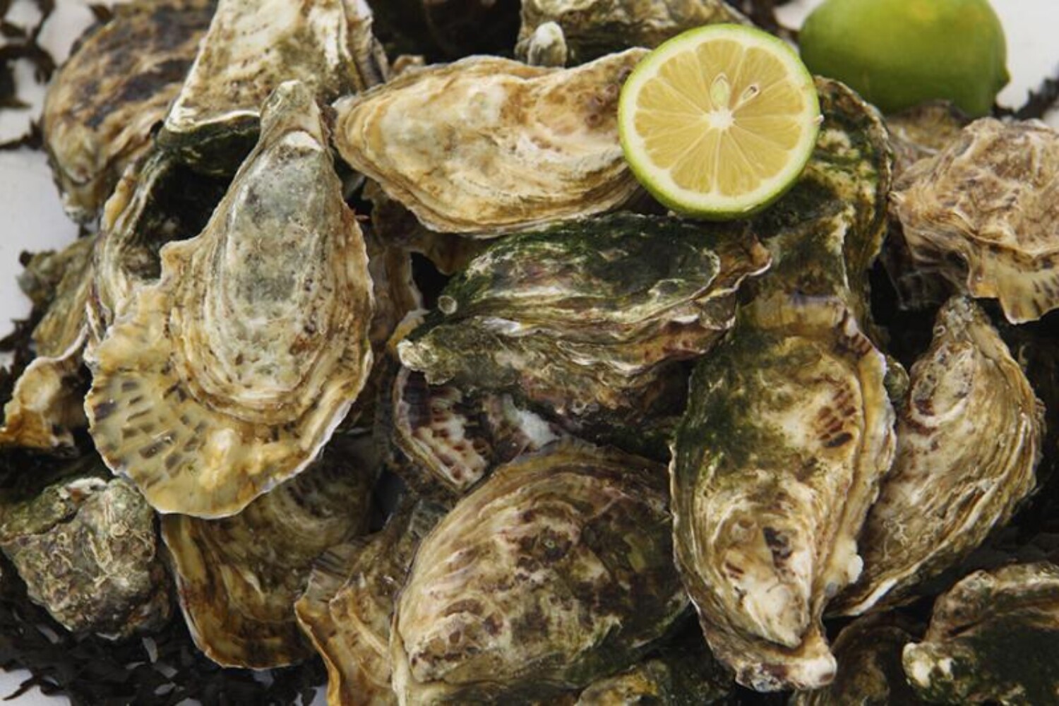 Oyster house Gujan