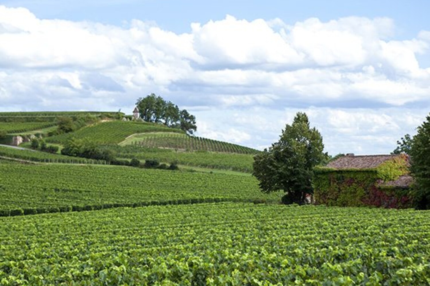 Sauternes