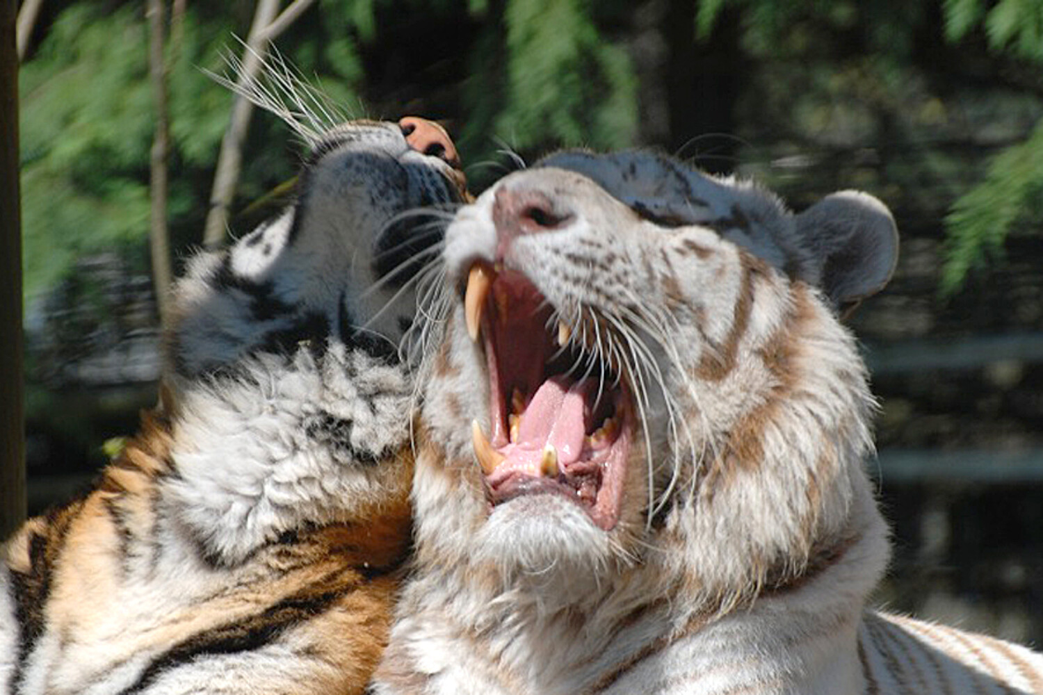 Zoo Arcachon